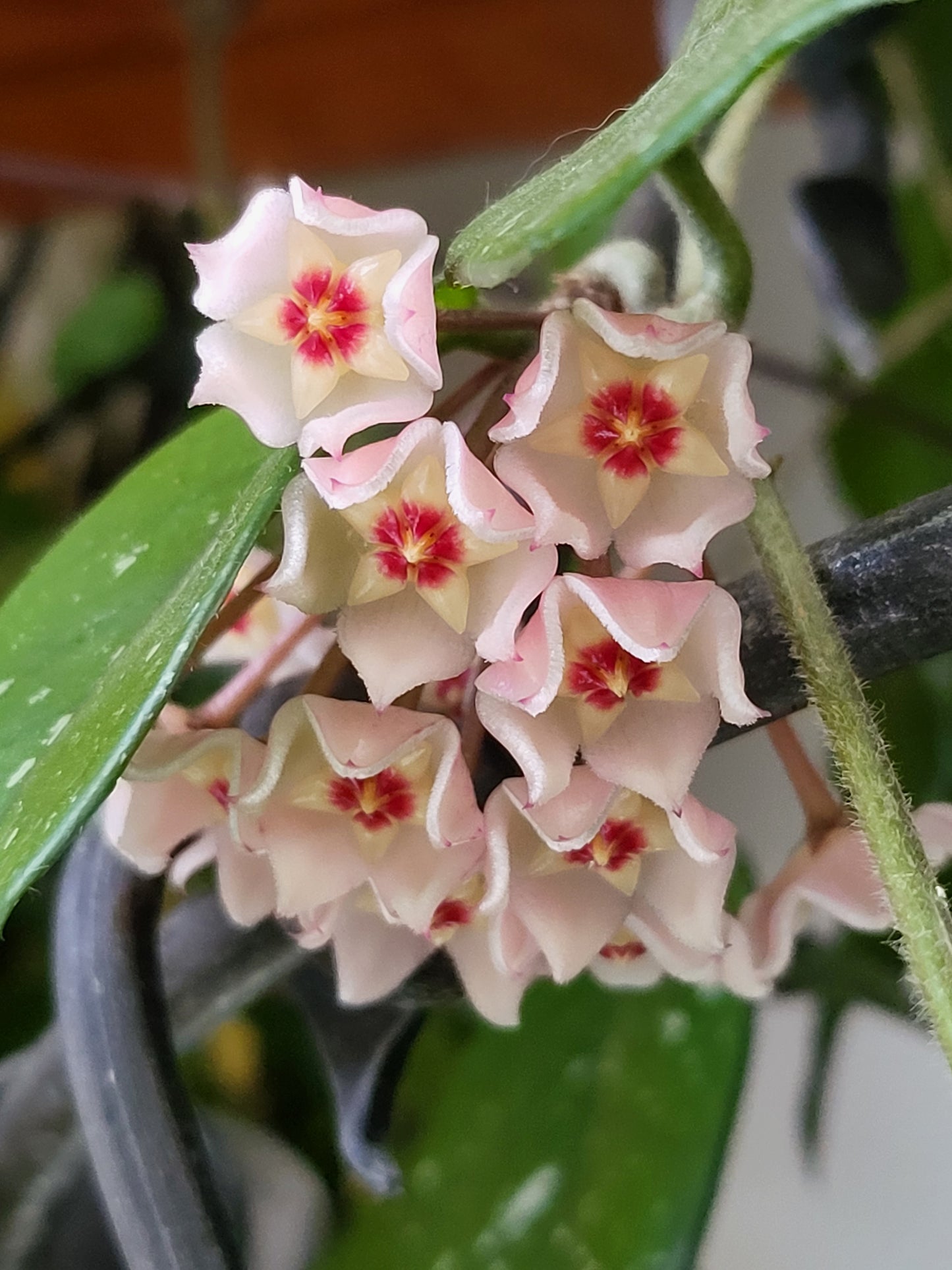 Hoya minibelle