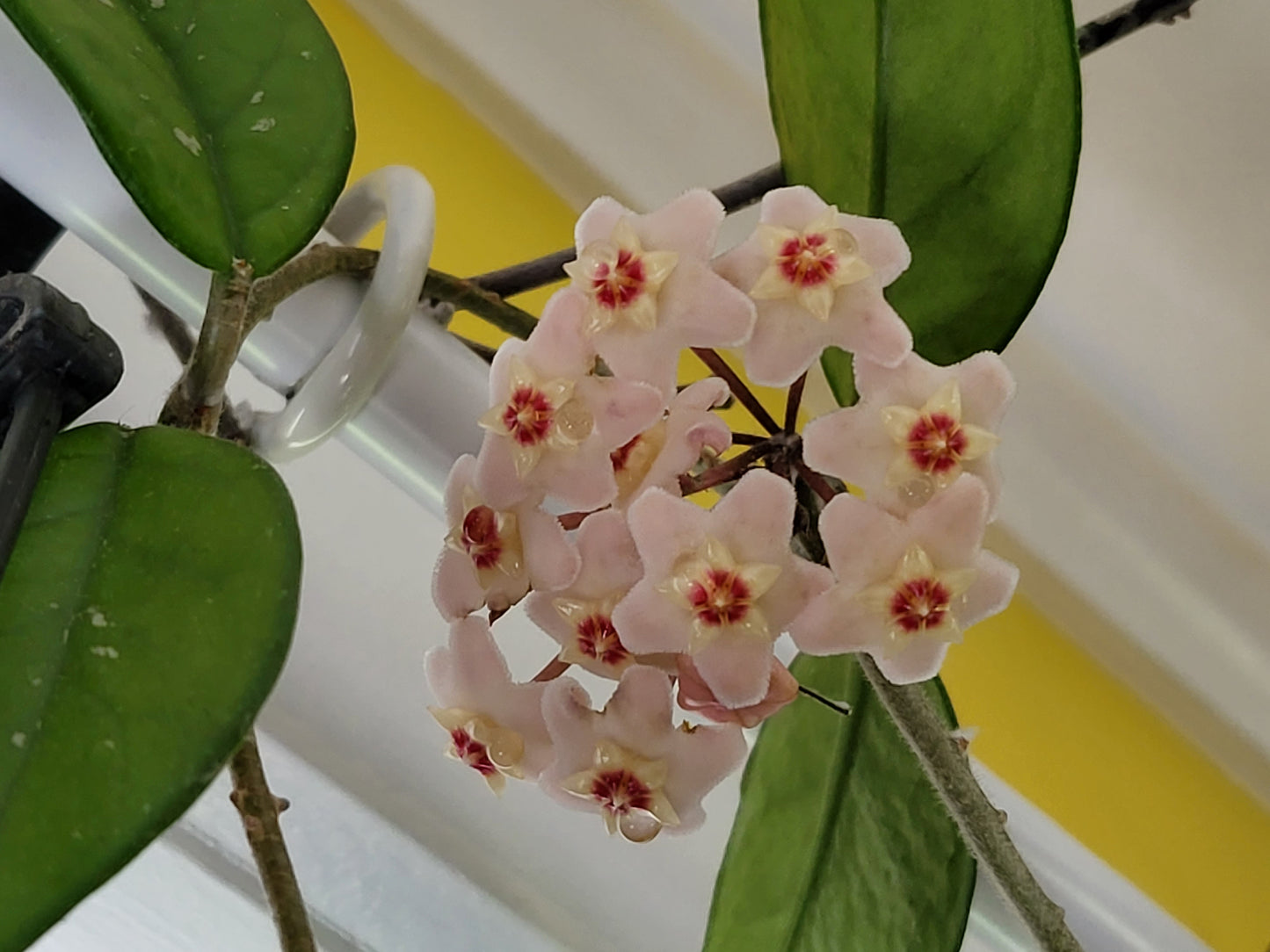 Hoya carnosa
