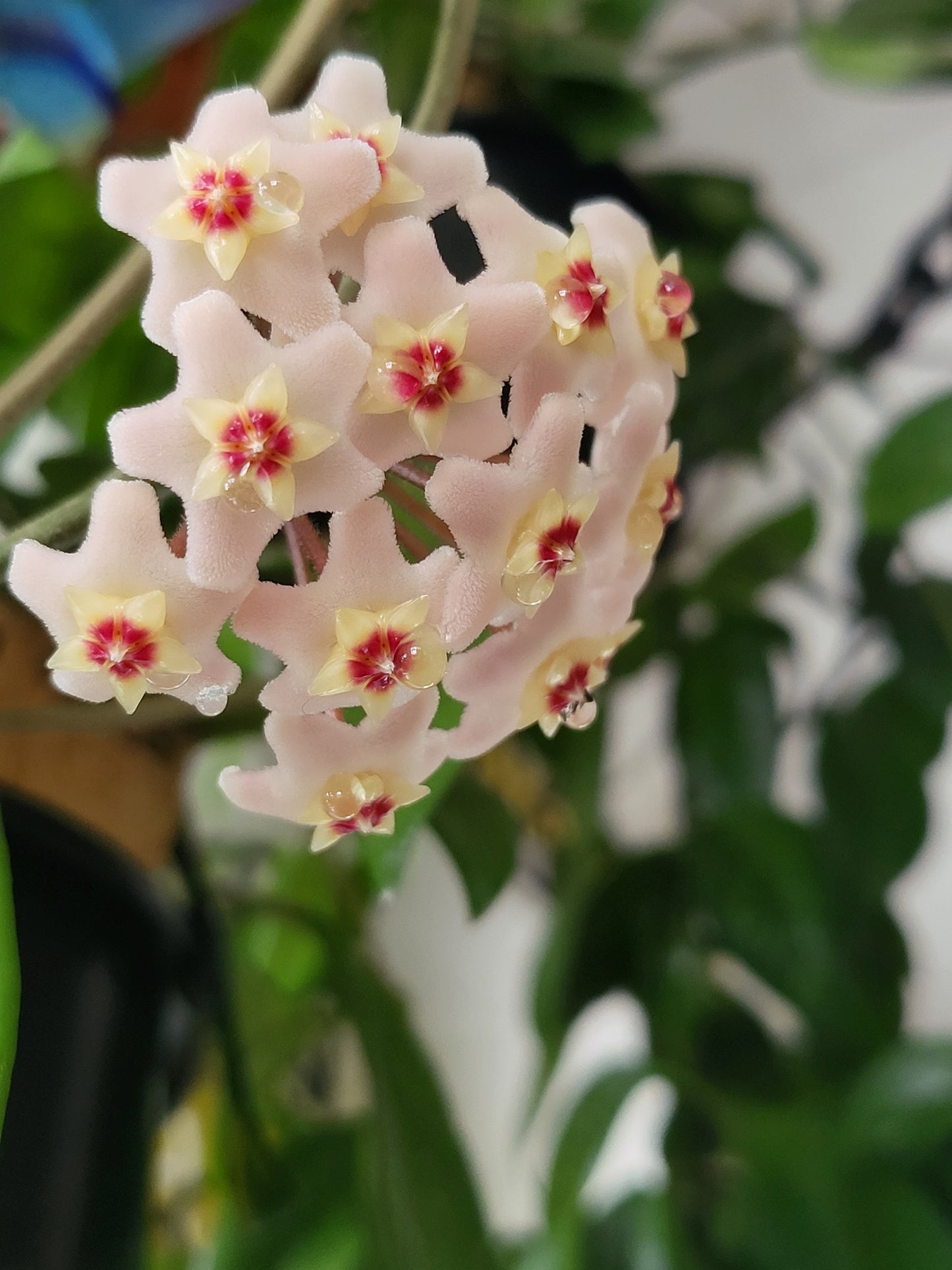 Hoya carnosa