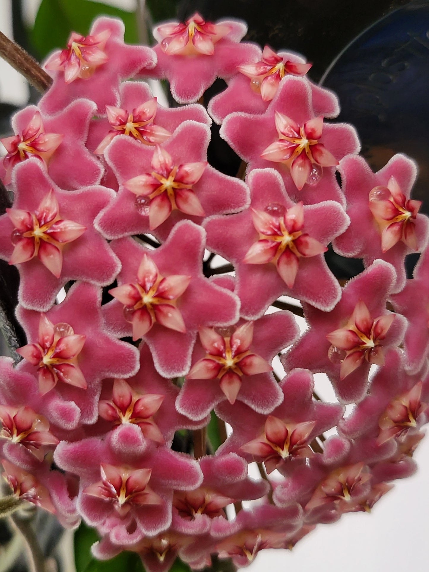 Hoya Pubicalyx pink silver
