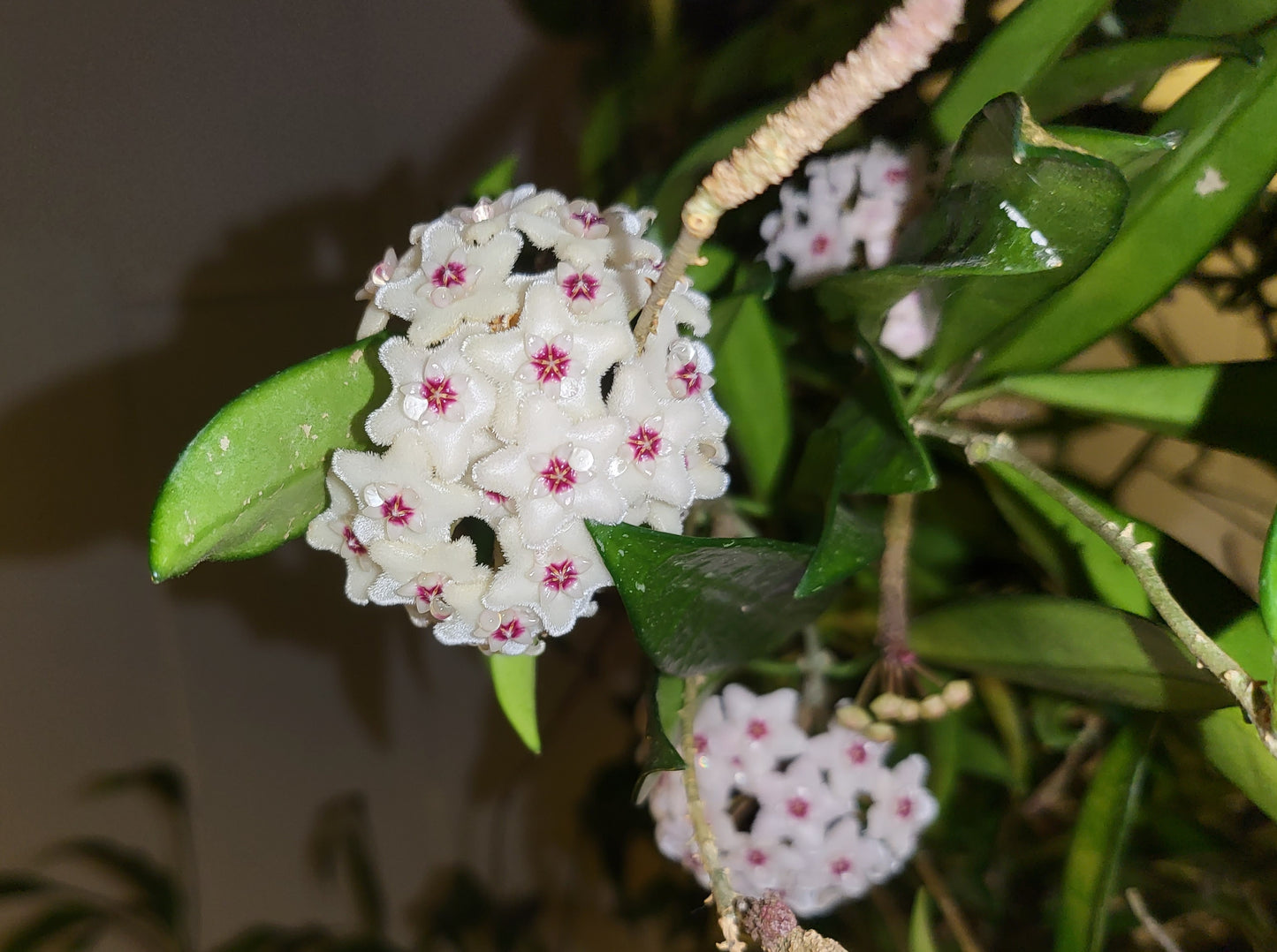 Hoya minibelle