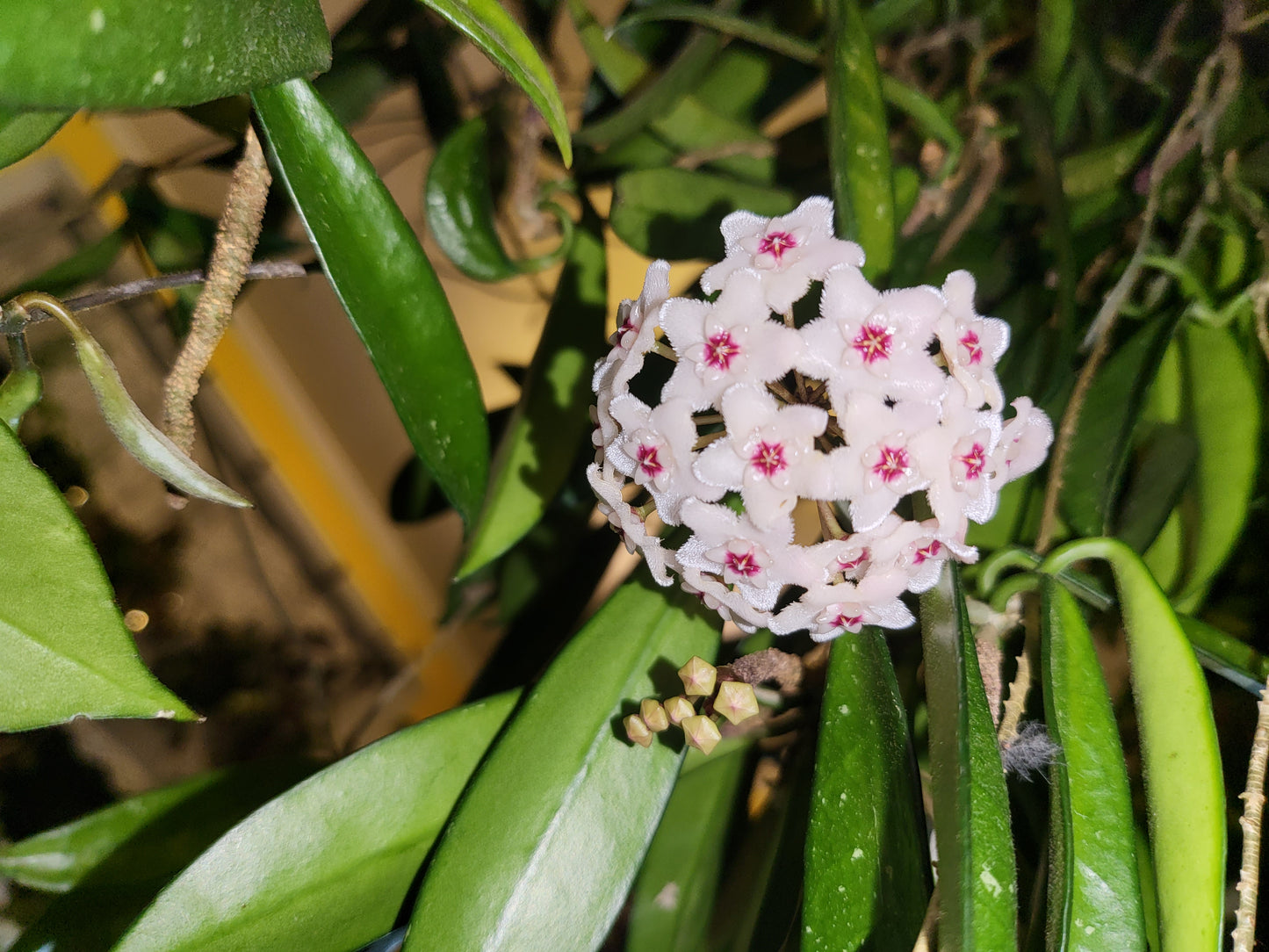 Hoya minibelle