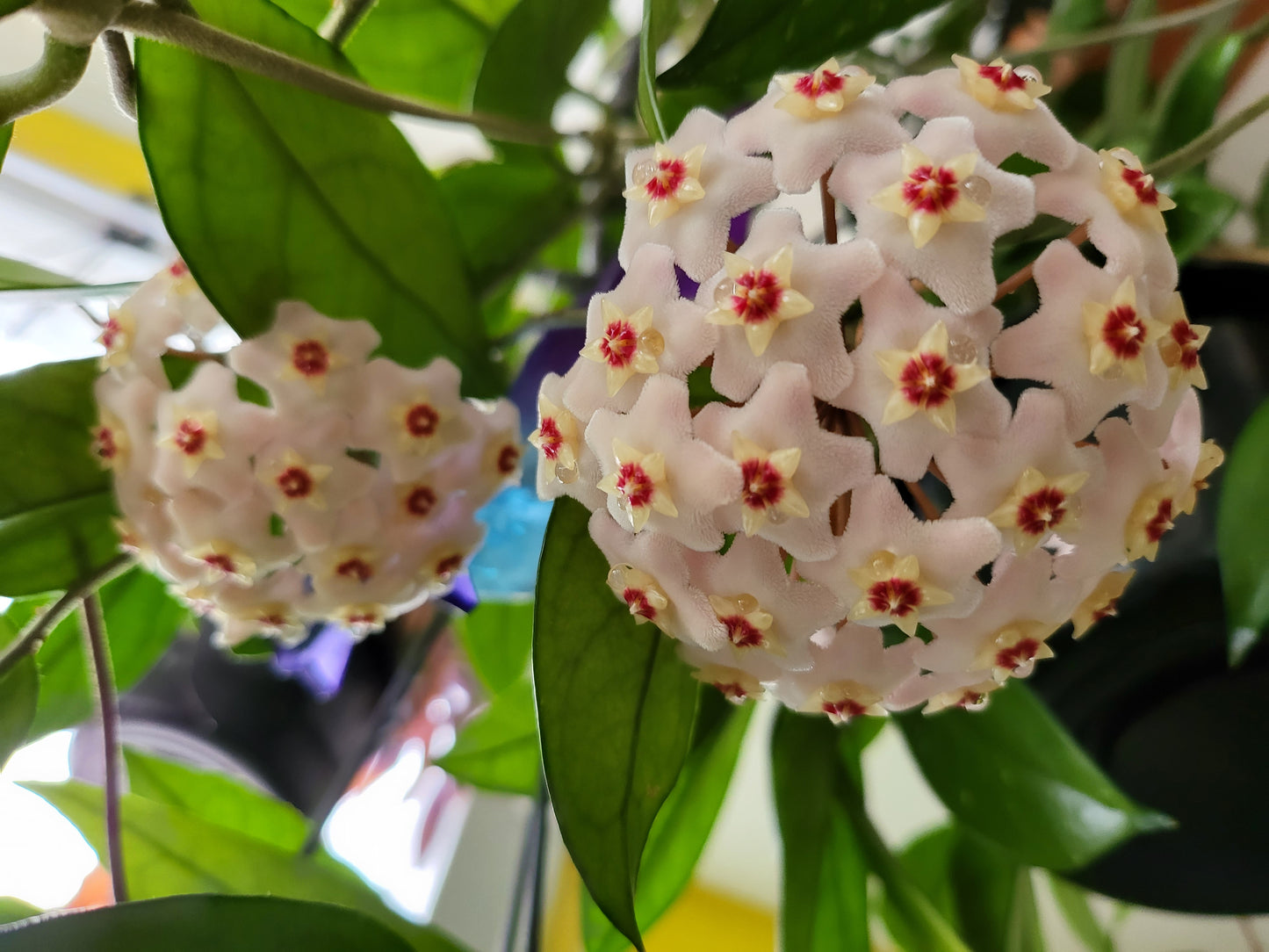 Hoya carnosa