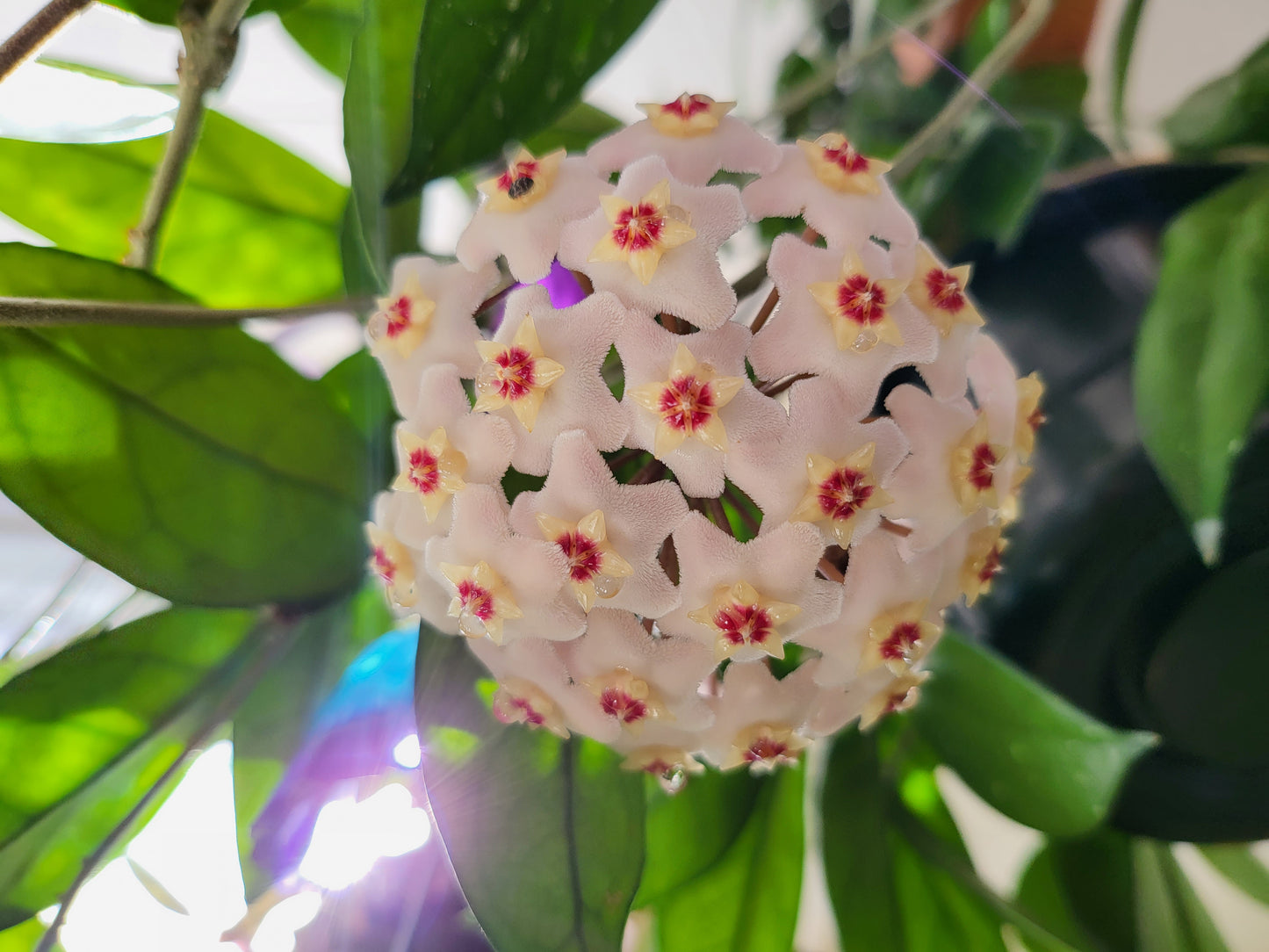 Hoya carnosa