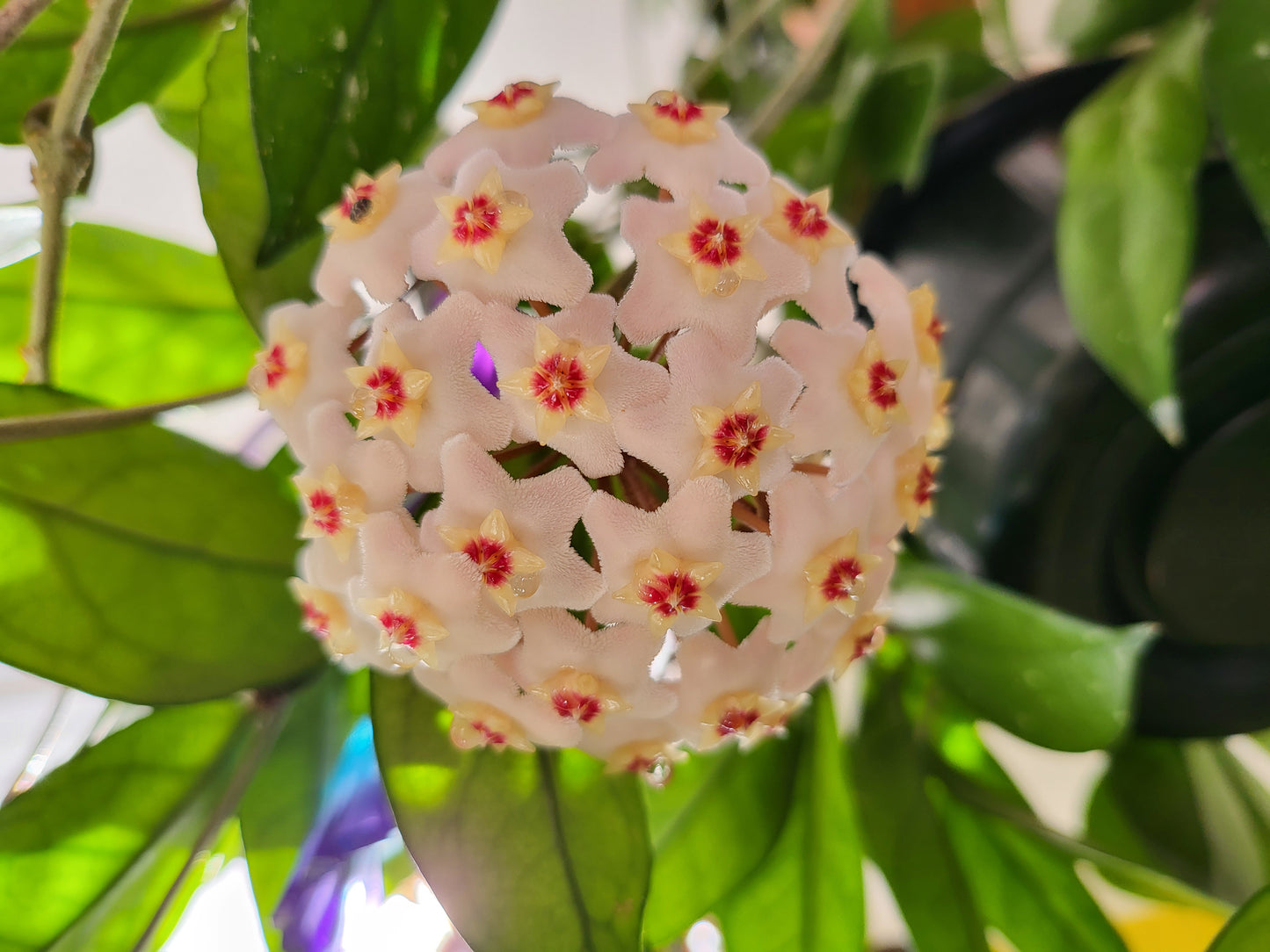Hoya carnosa