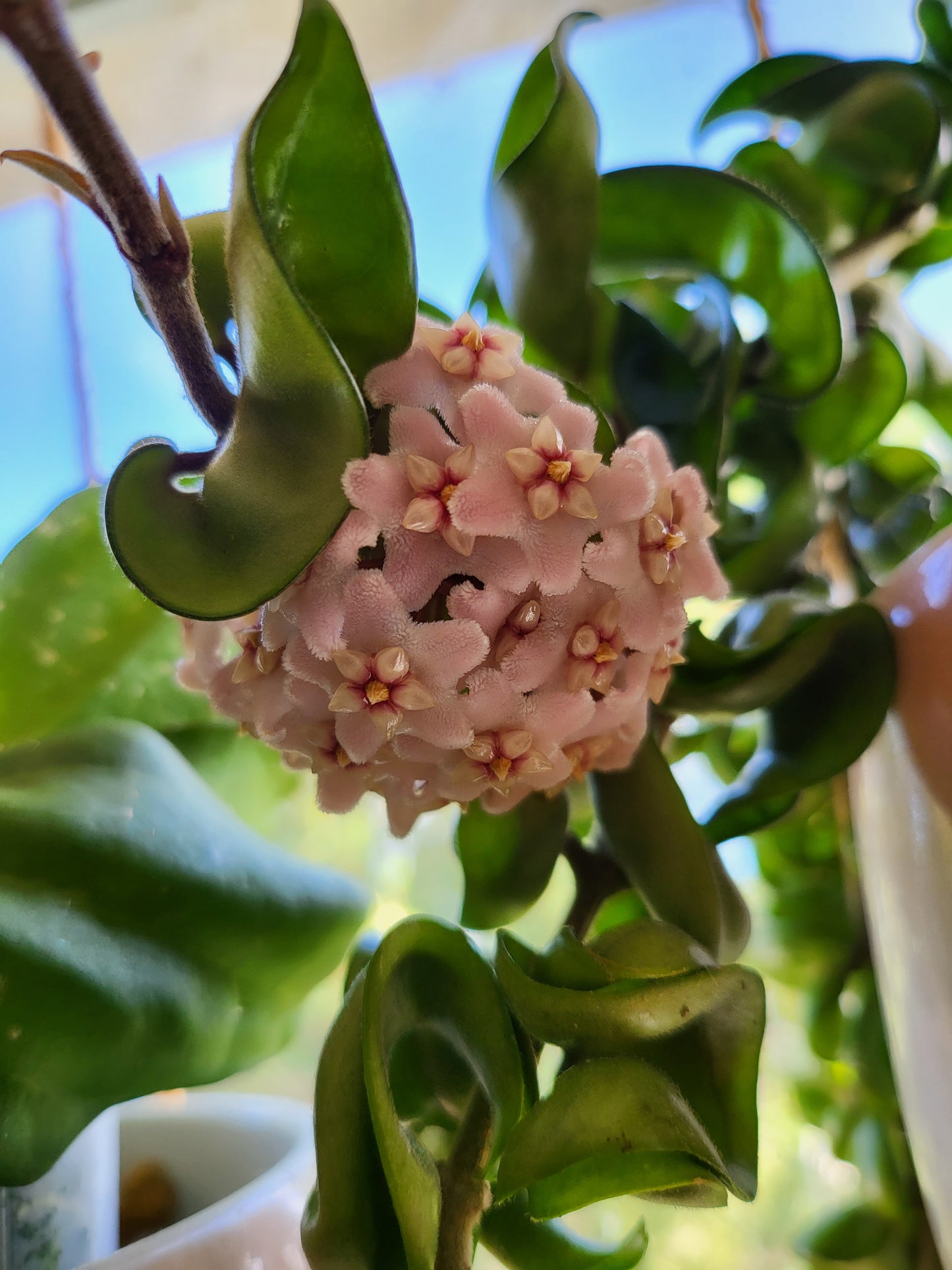Hoya compacta
