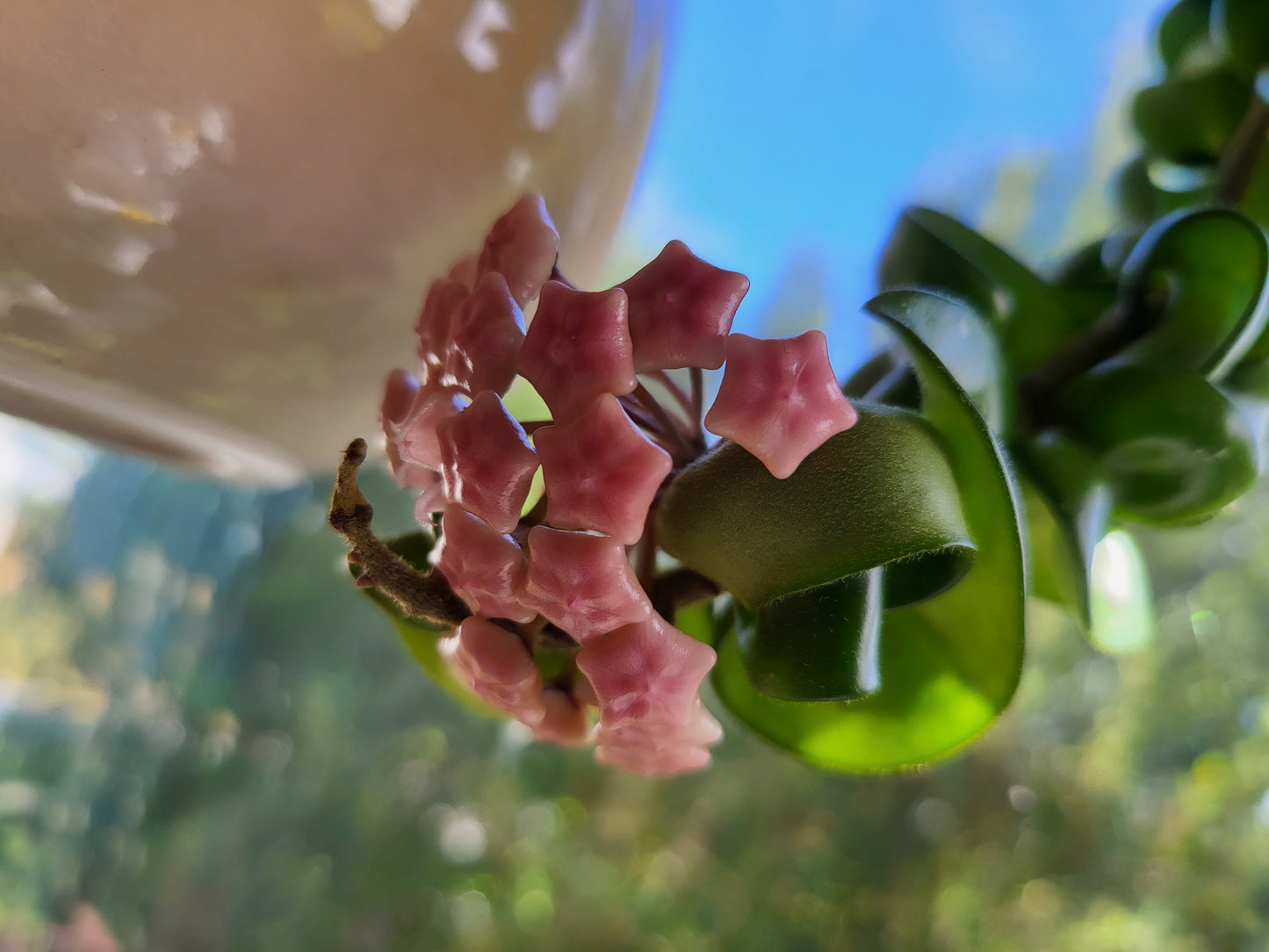 Hoya compacta