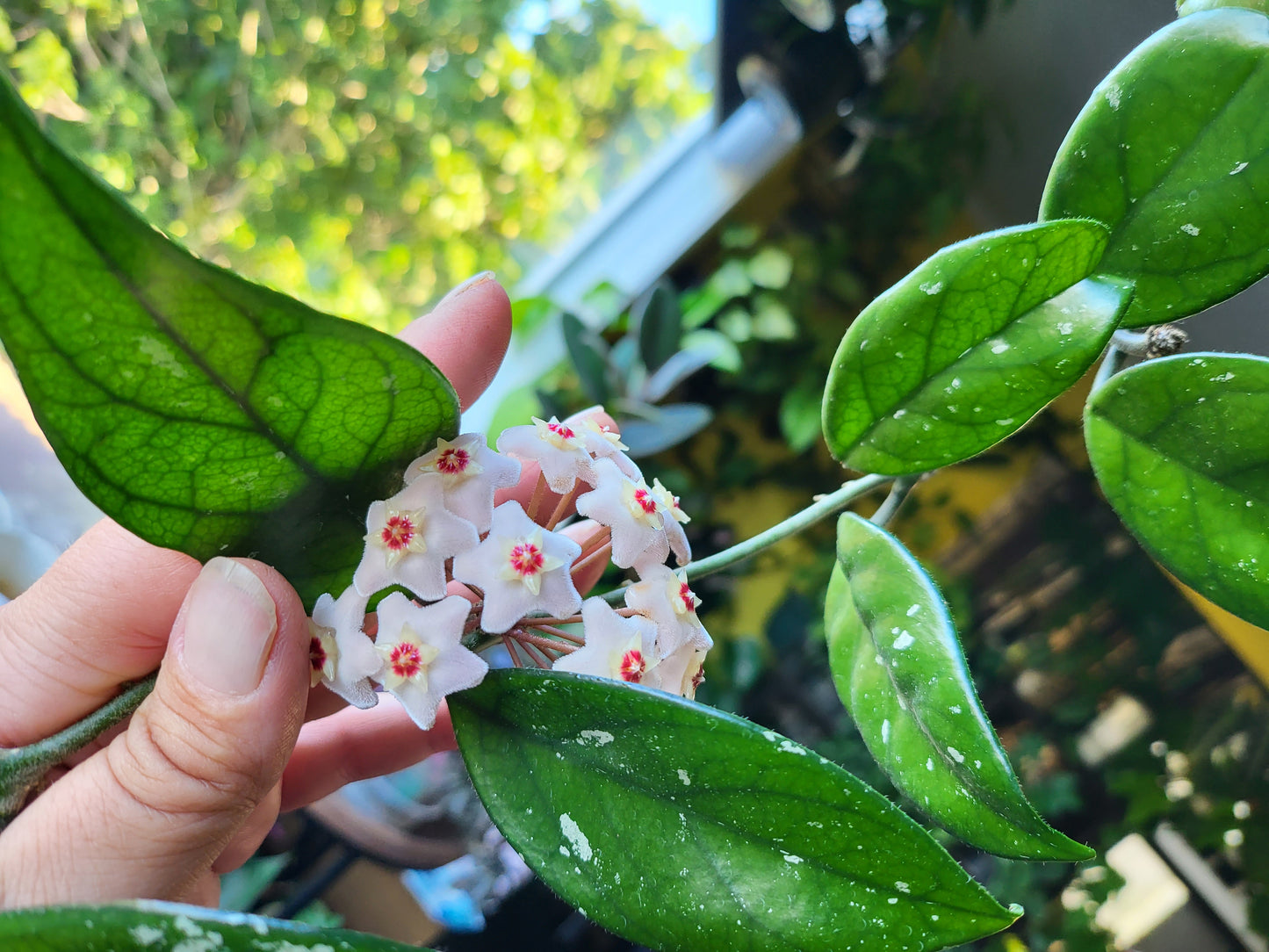 Hoya carnosa