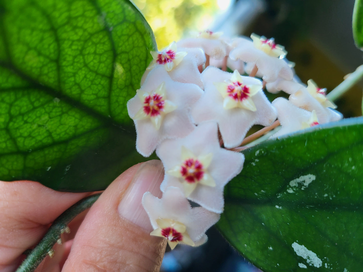 Hoya carnosa