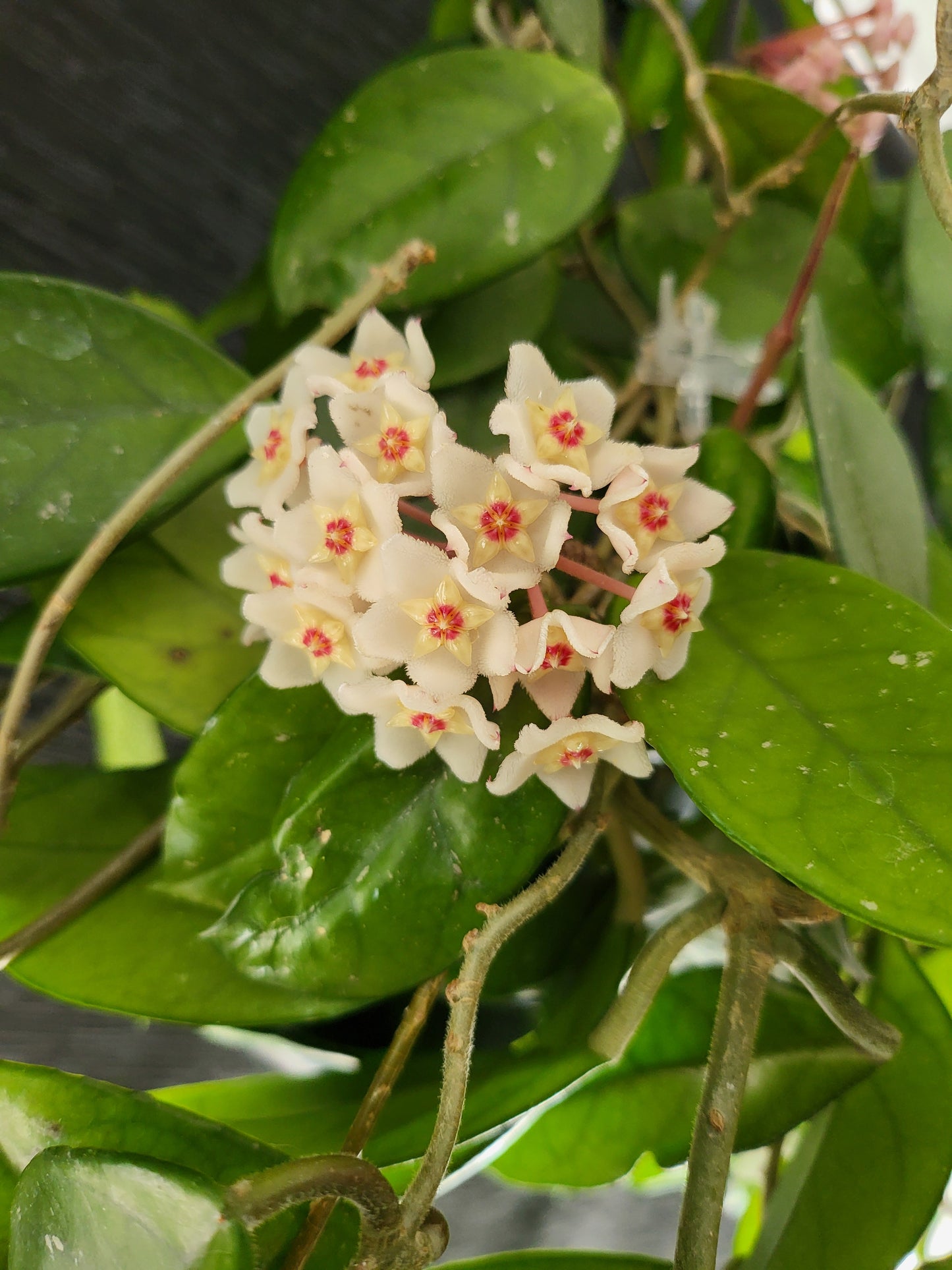 Hoya carnosa