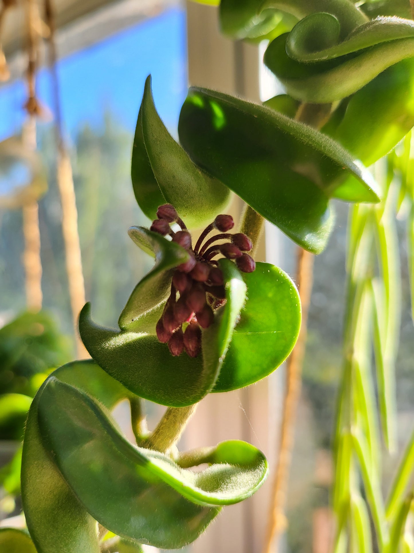 Hoya compacta
