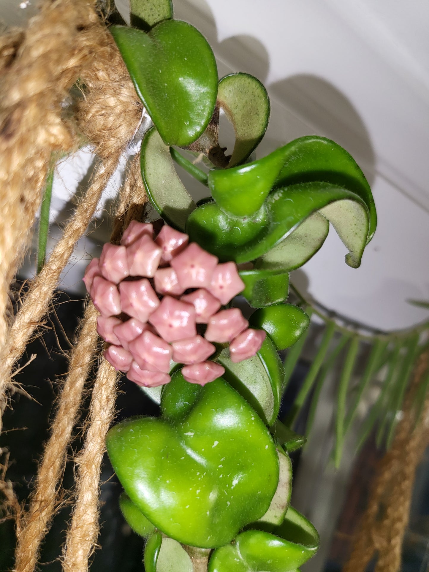 Hoya compacta