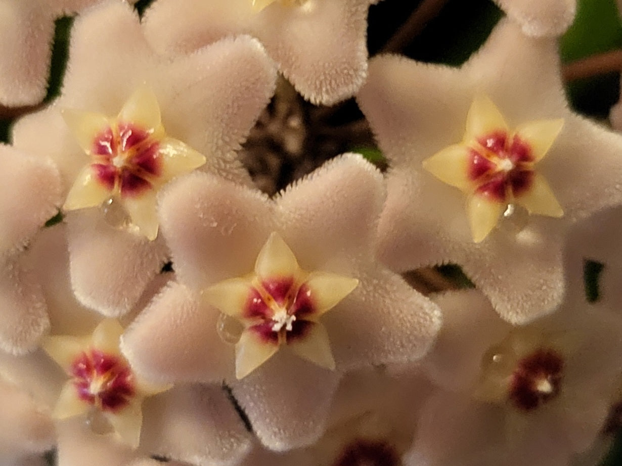 Hoya carnosa