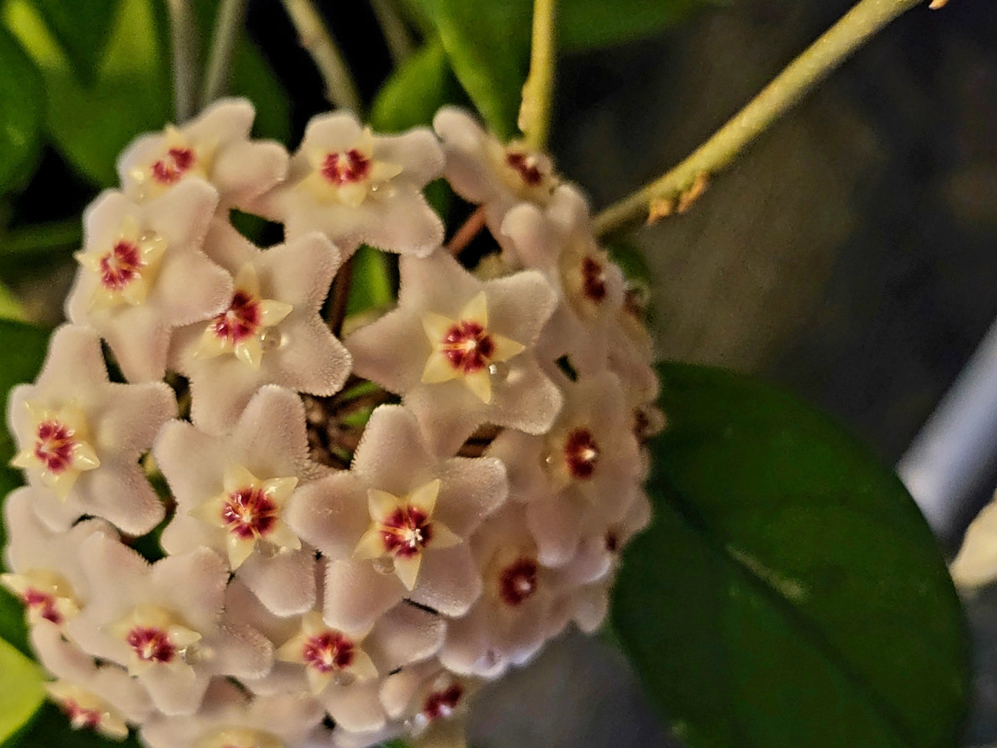 Hoya carnosa