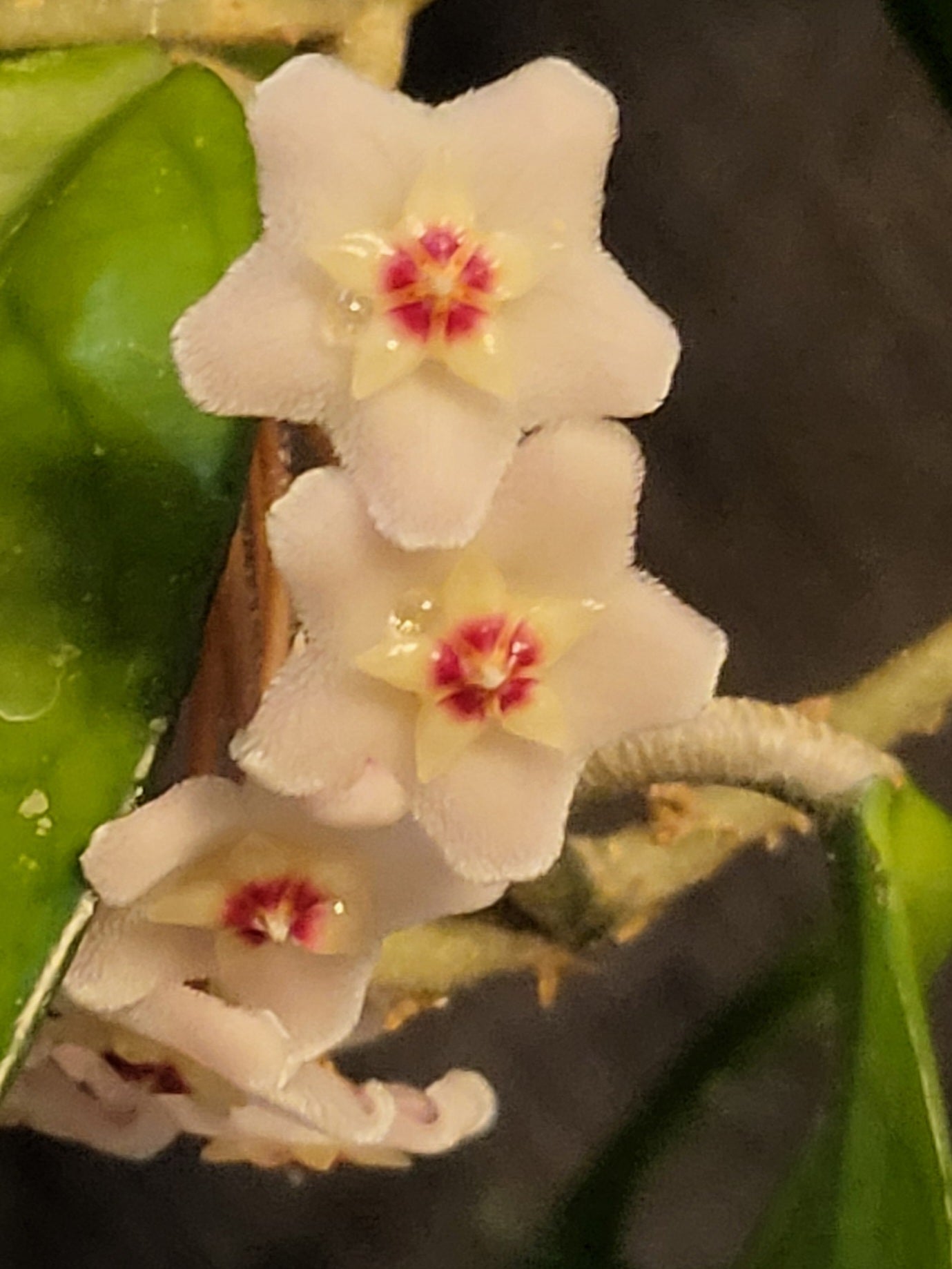 Hoya carnosa