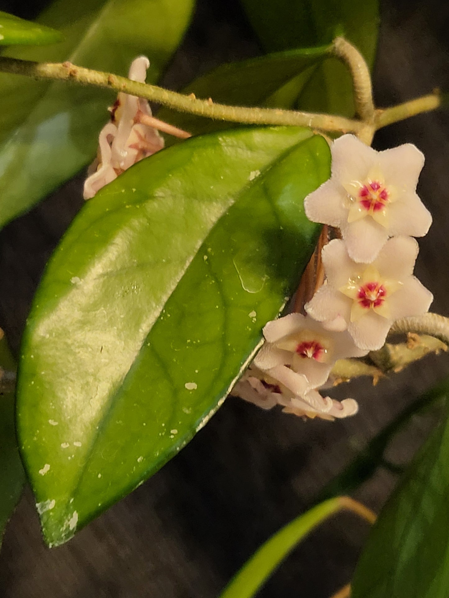 Hoya carnosa