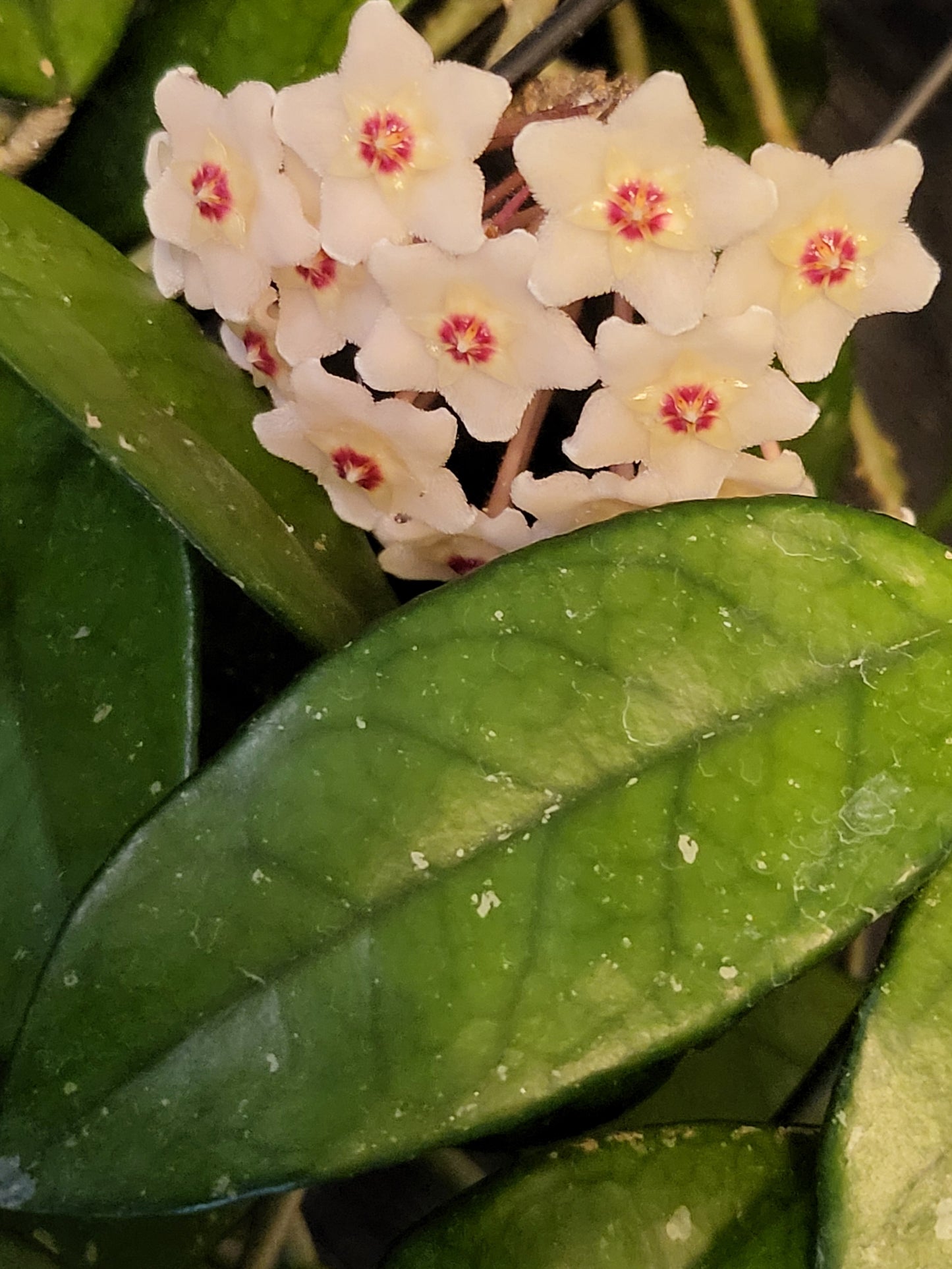 Hoya carnosa
