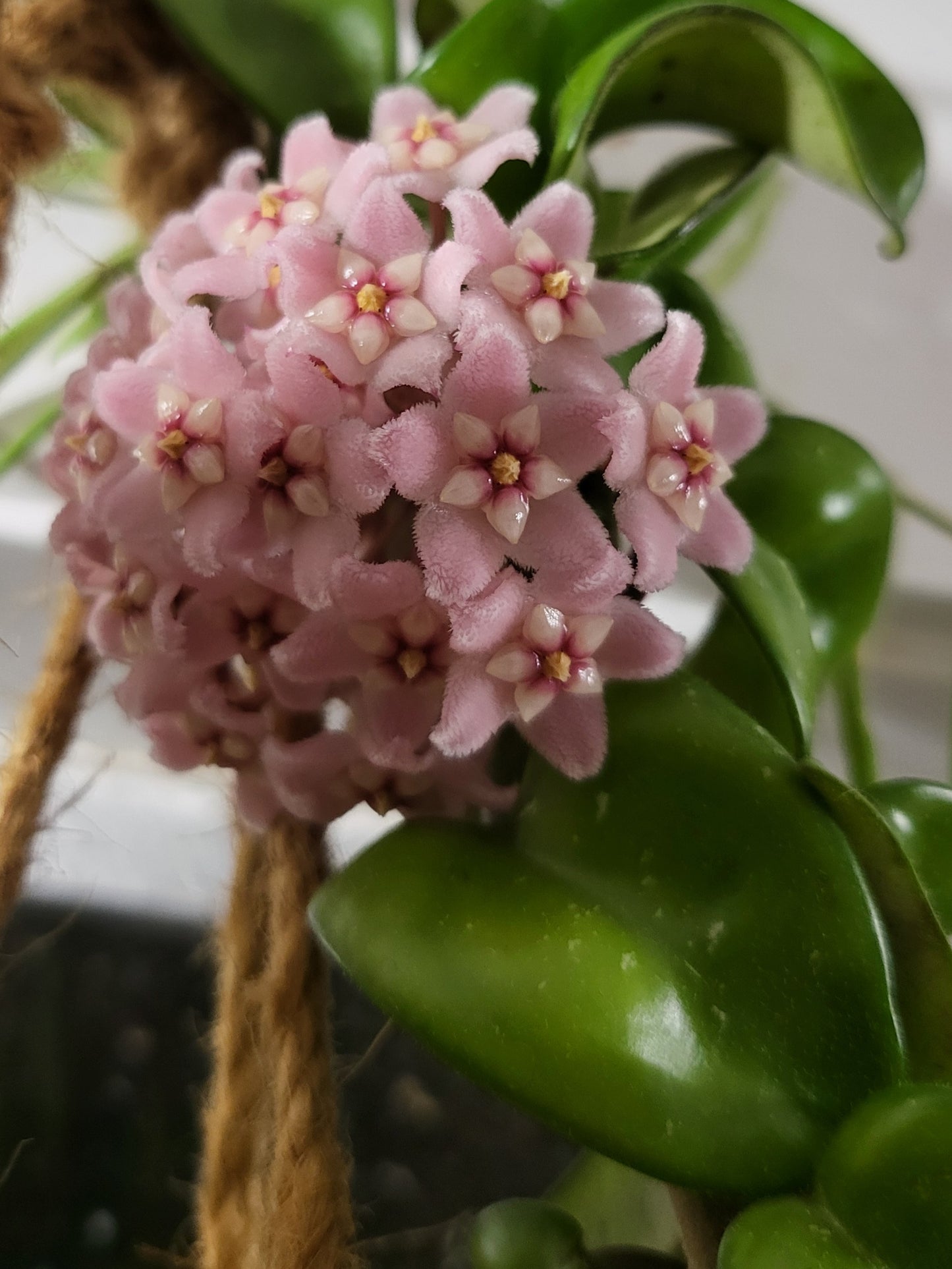 Hoya compacta