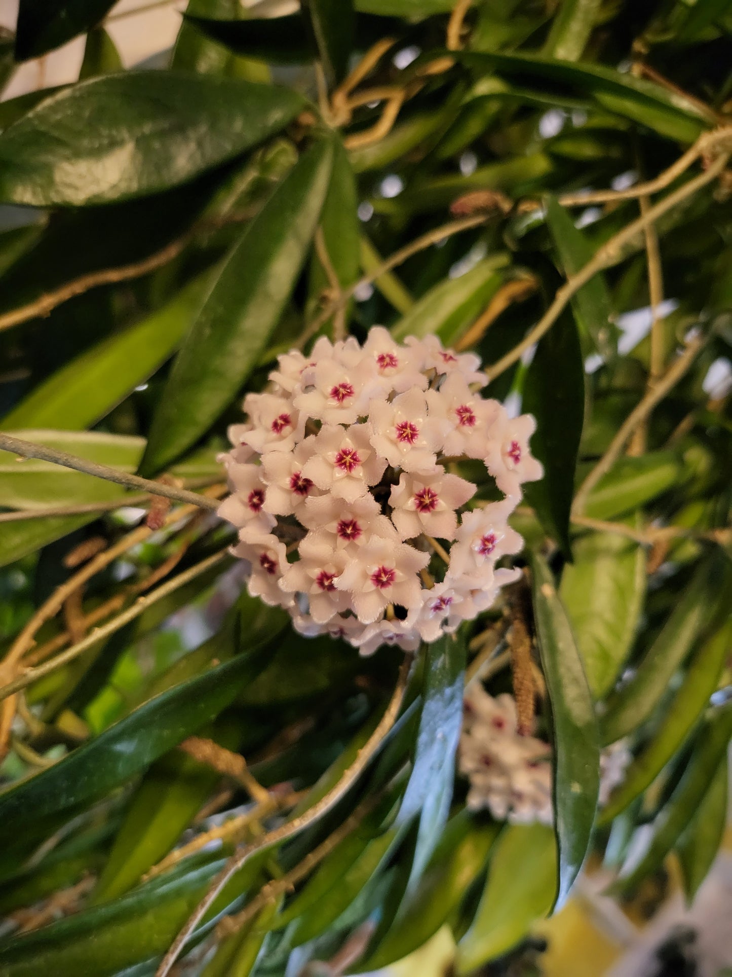Hoya minibelle