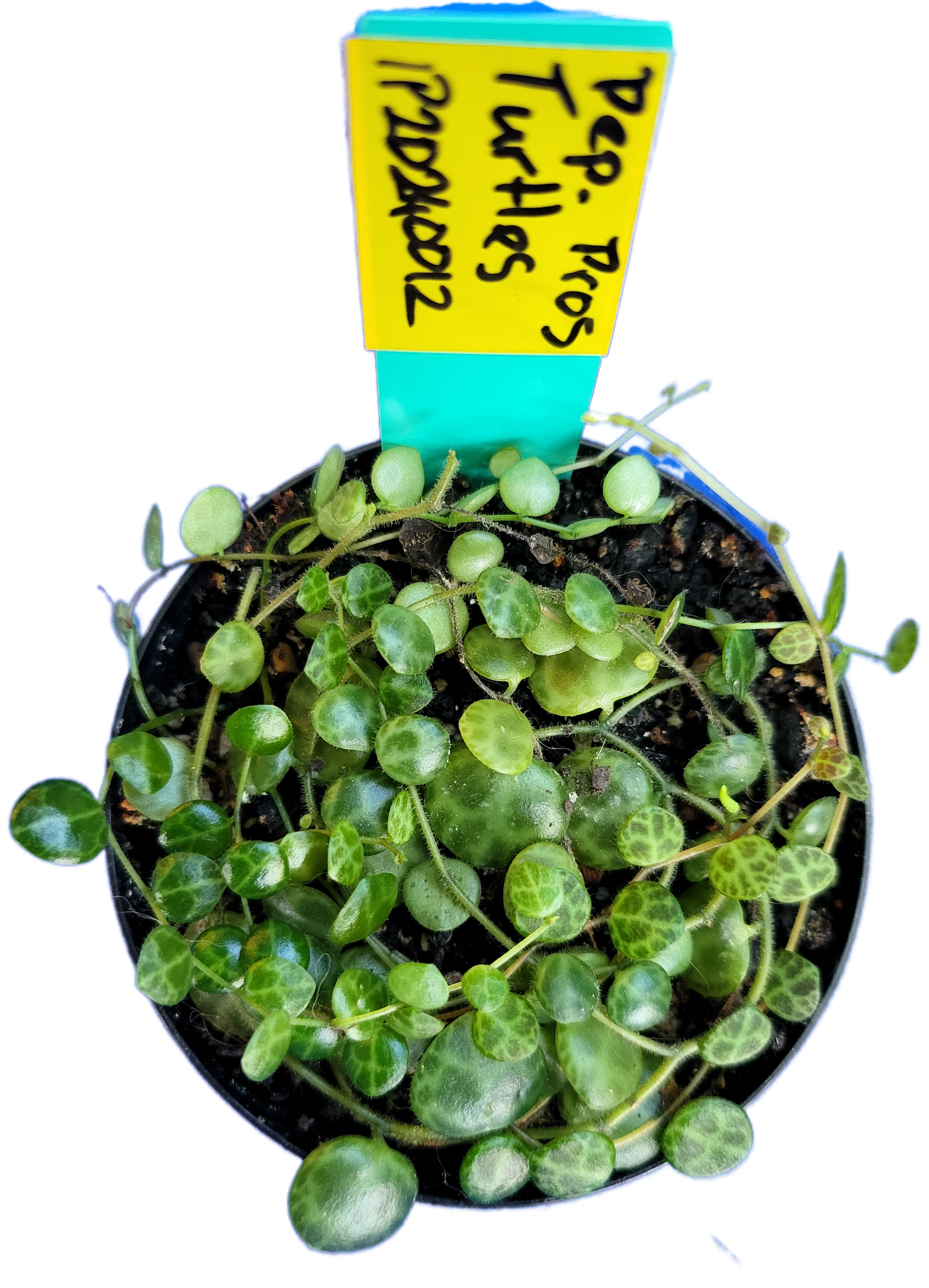 Turtles. peperomia prostrata