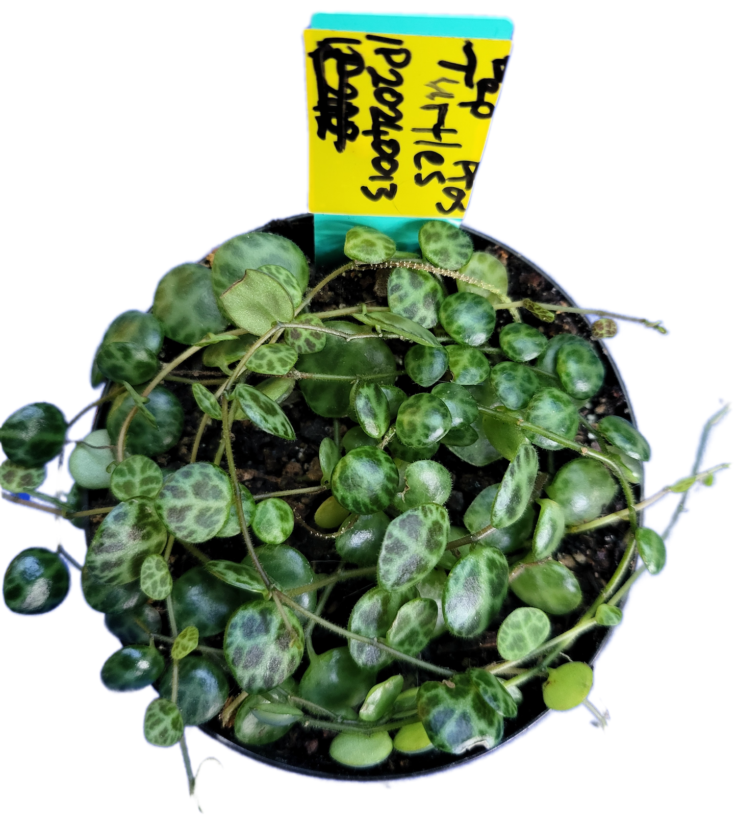 Turtles. peperomia prostrata