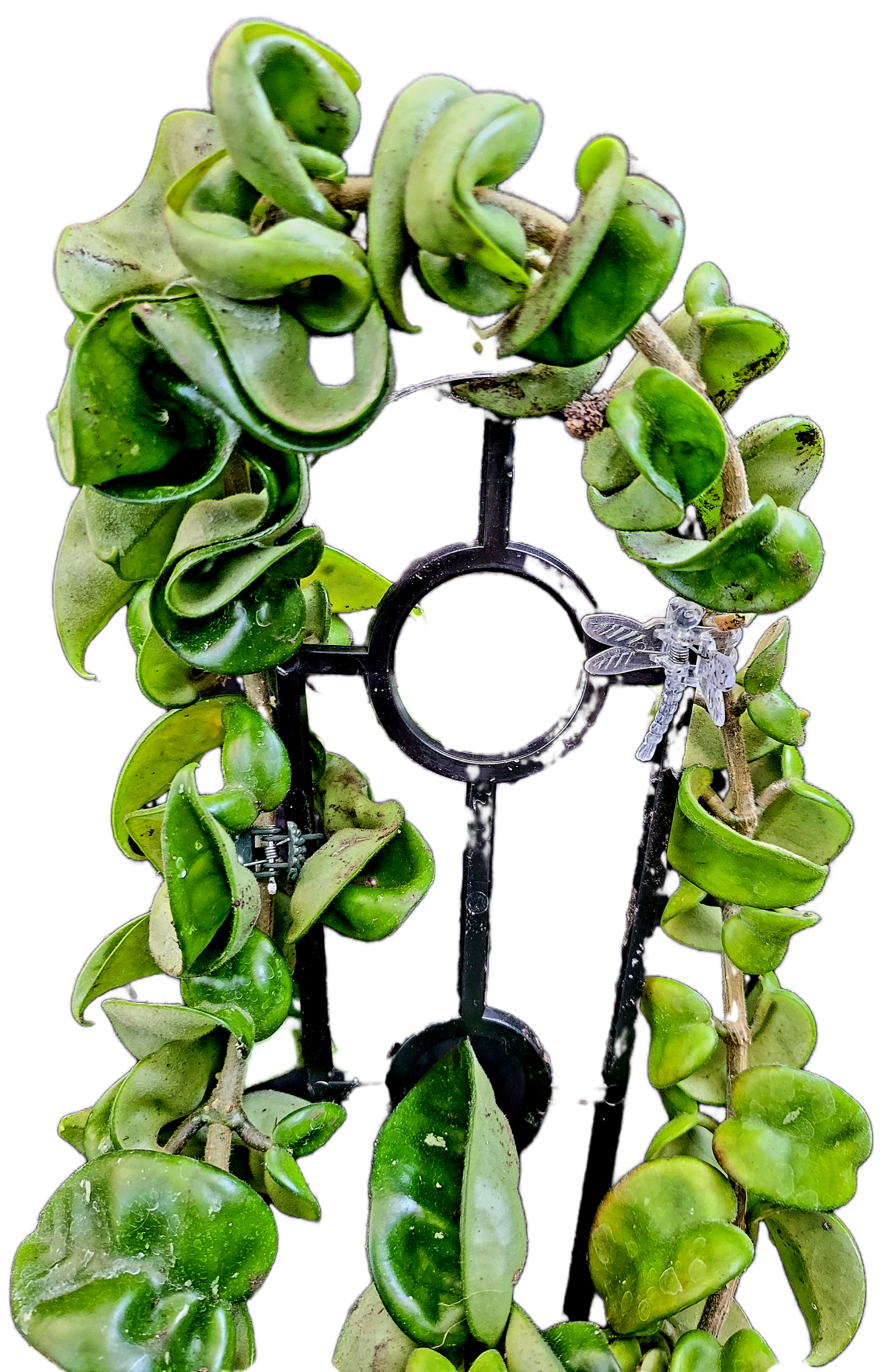 Hoya compacta