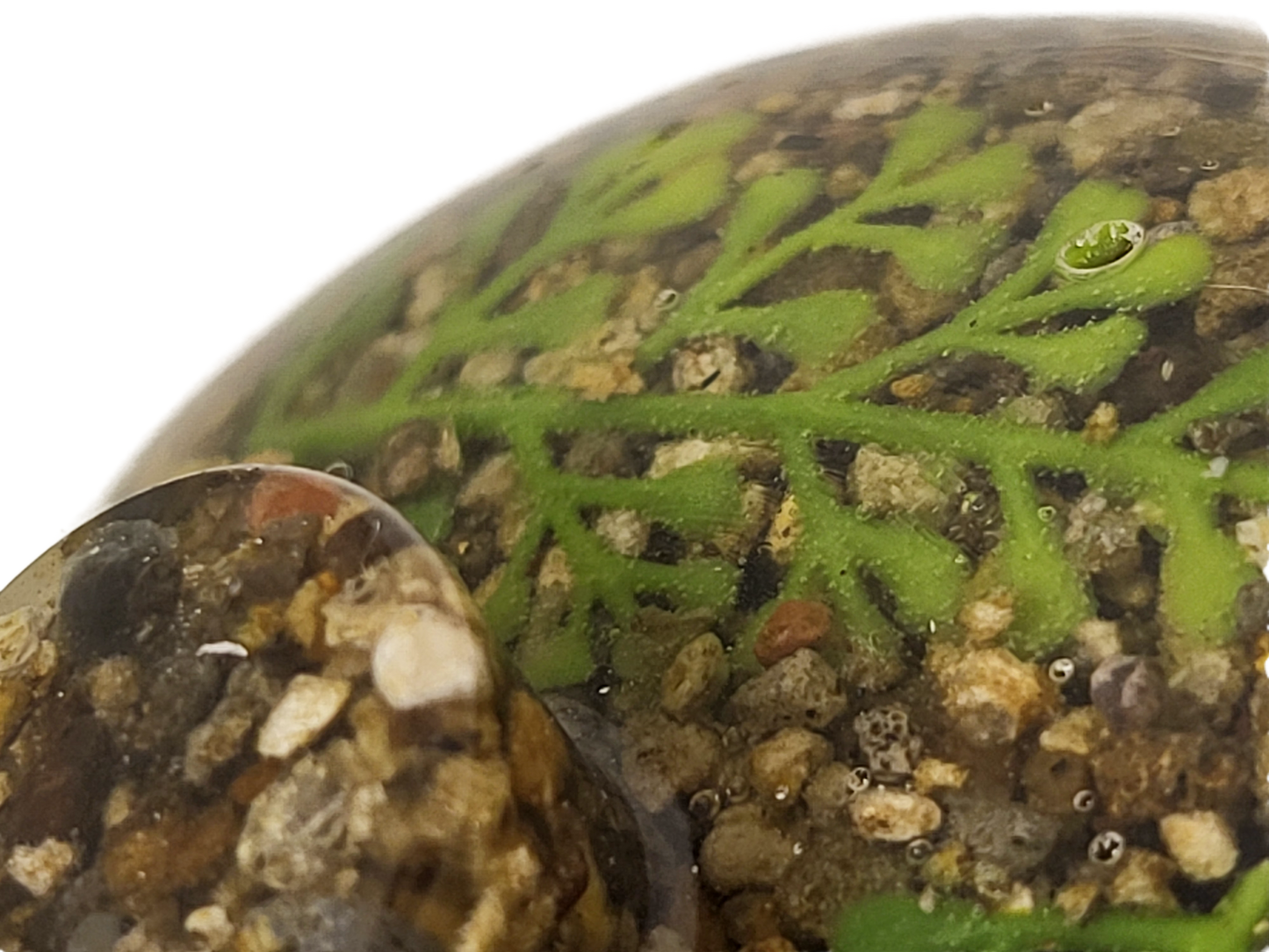 Rock pot with lid