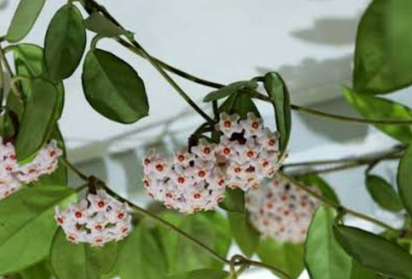 Hoya carnosa