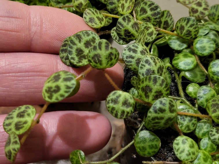 Turtles. peperomia prostrata
