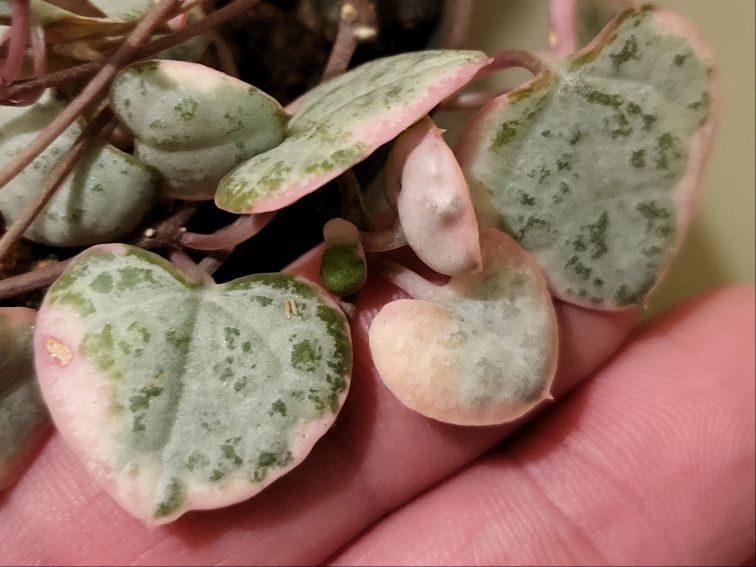 Chain of Hearts variegata. Ceropegia woodii