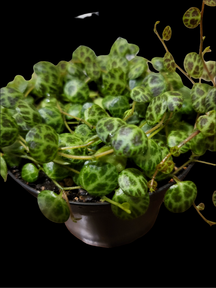 Turtles. peperomia prostrata