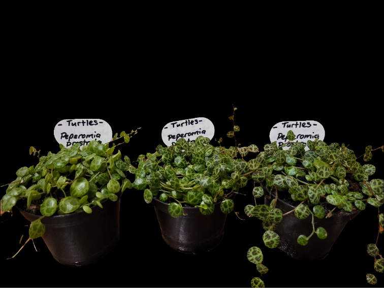 Turtles. peperomia prostrata