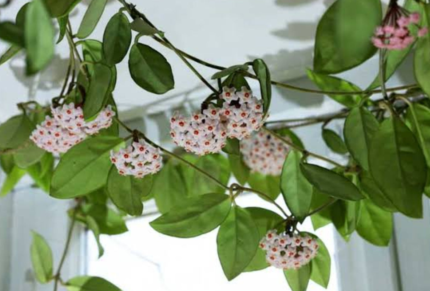 Hoya carnosa