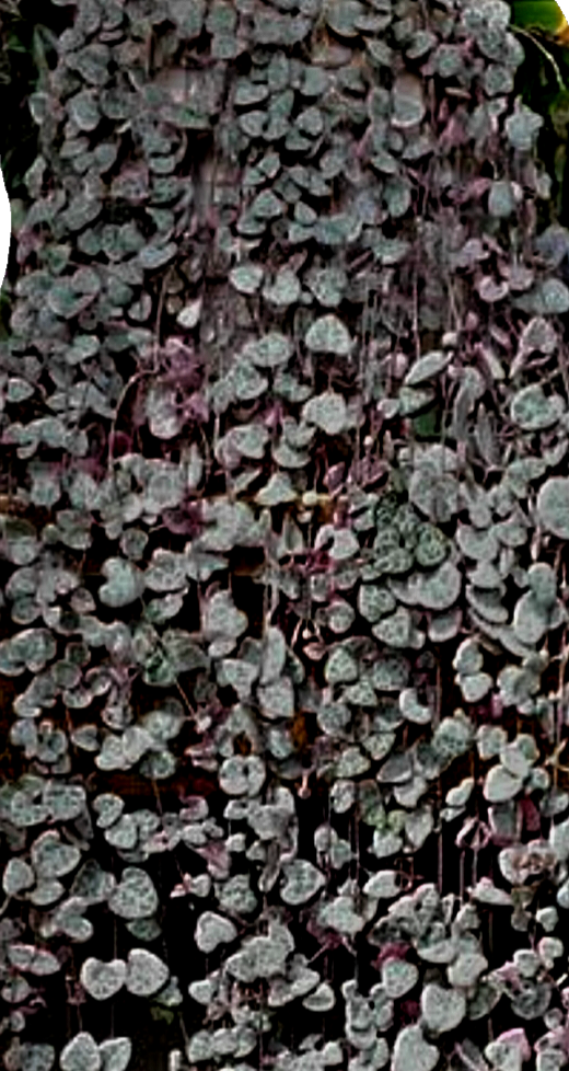Chain of Hearts variegata. Ceropegia woodii