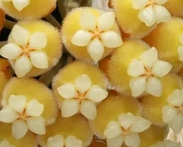 Hoya teddy