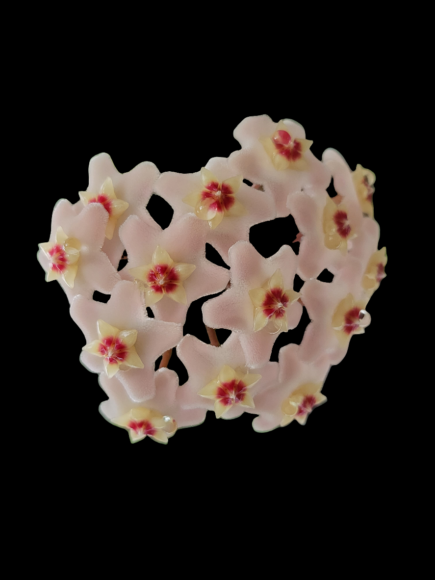 Hoya carnosa