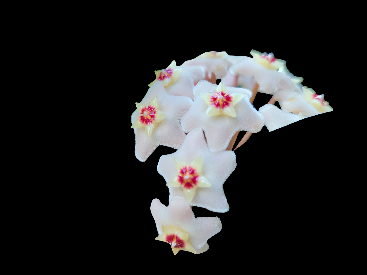 Hoya carnosa