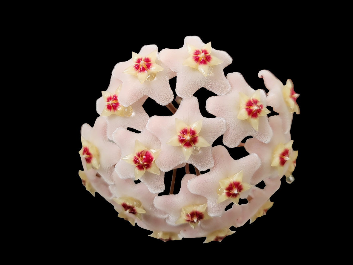 Hoya carnosa