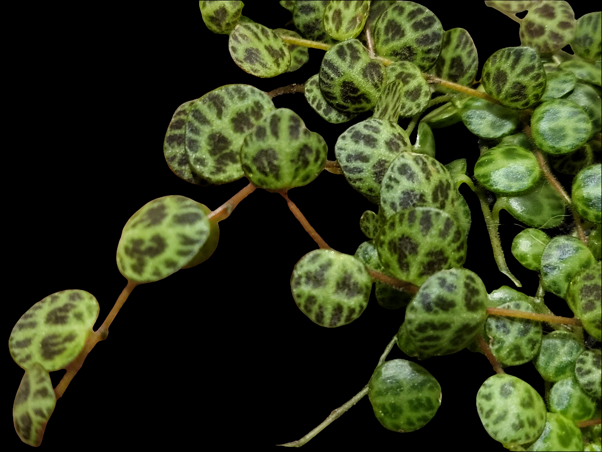 Turtles. peperomia prostrata