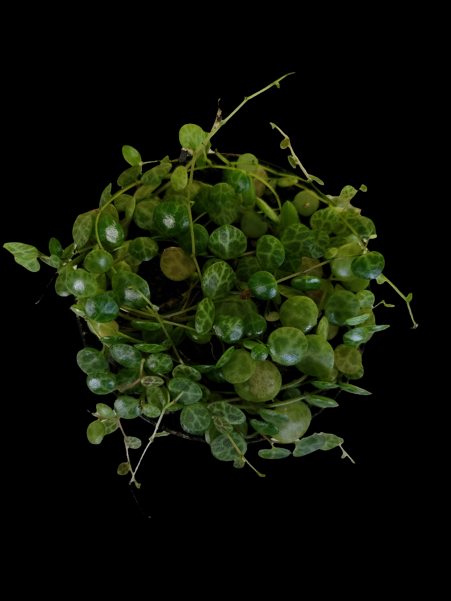 IP2024001-1 8x6cm pot