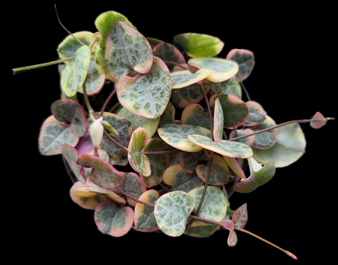 Chain of hearts Variegated, Ceropegia woodii Variegata