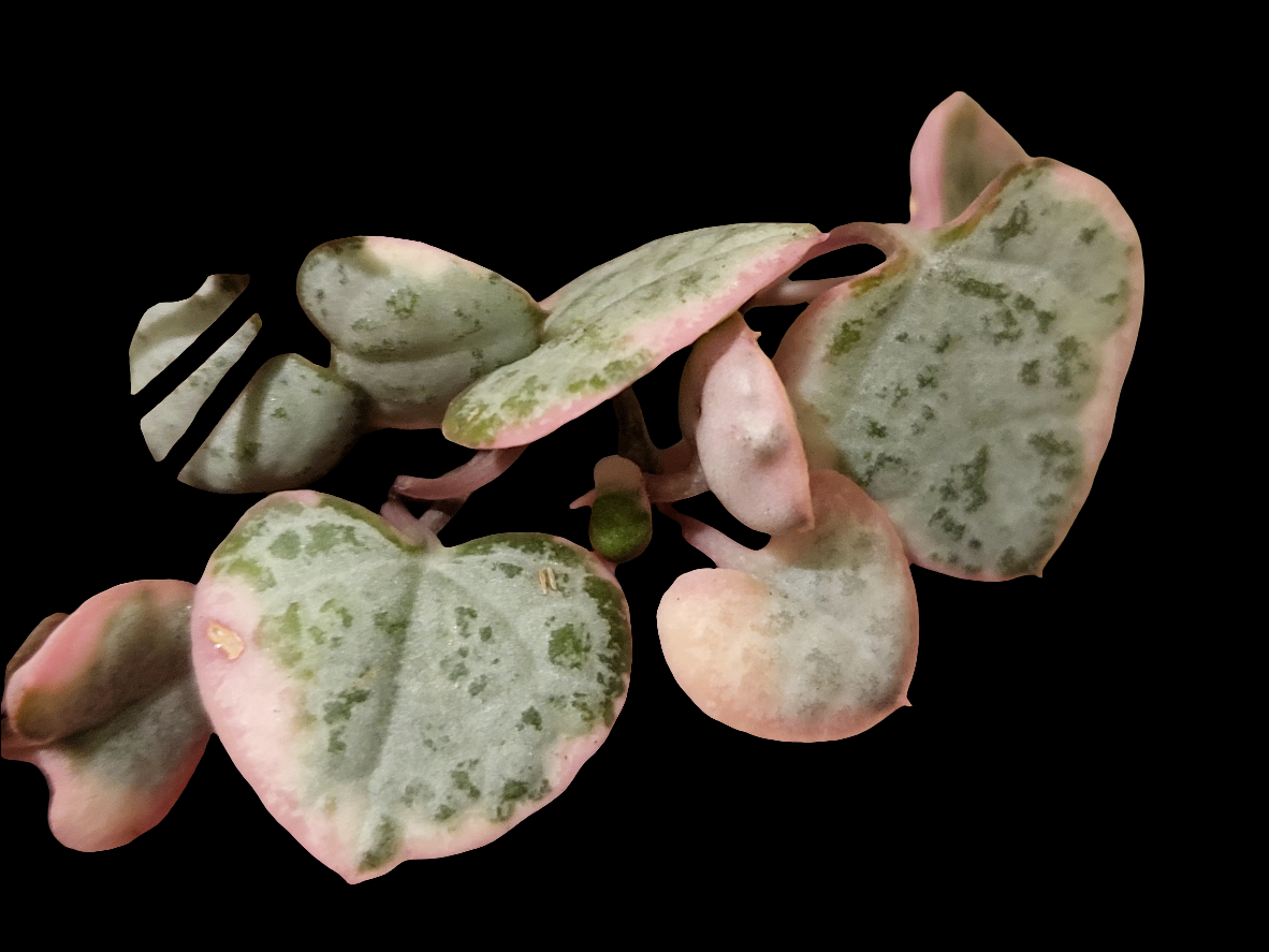 Chain of Hearts variegata. Ceropegia woodii