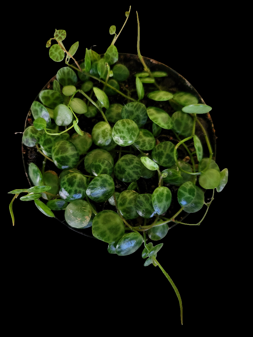 Turtles. peperomia prostrata