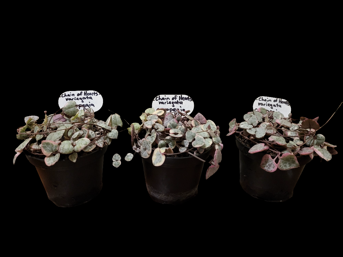 Chain of Hearts variegata. Ceropegia woodii
