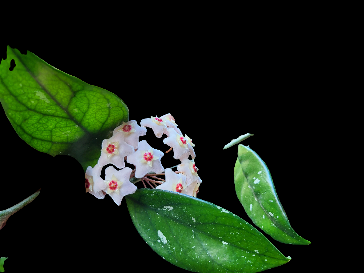 Hoya carnosa