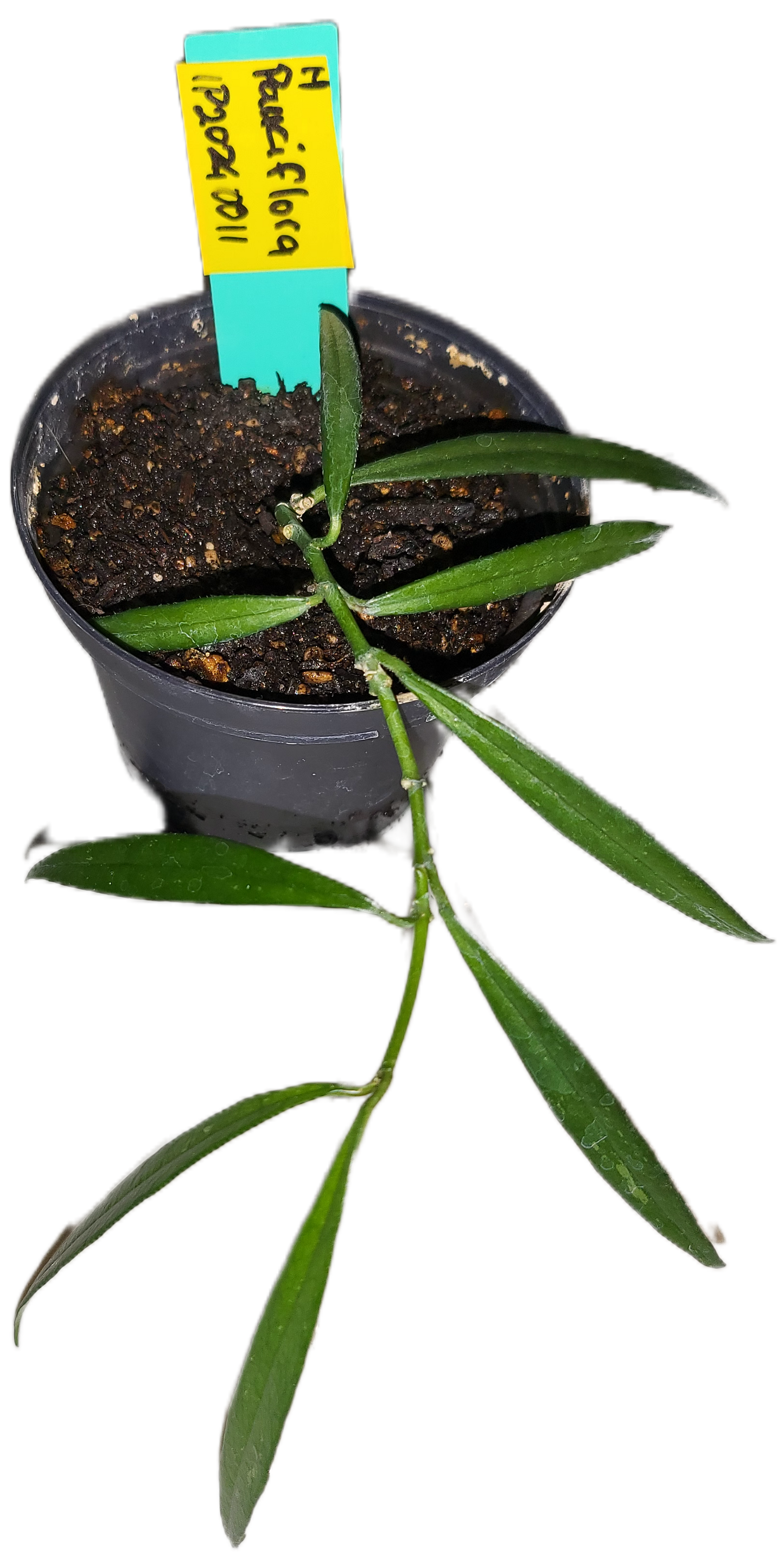 Hoya pauciflora