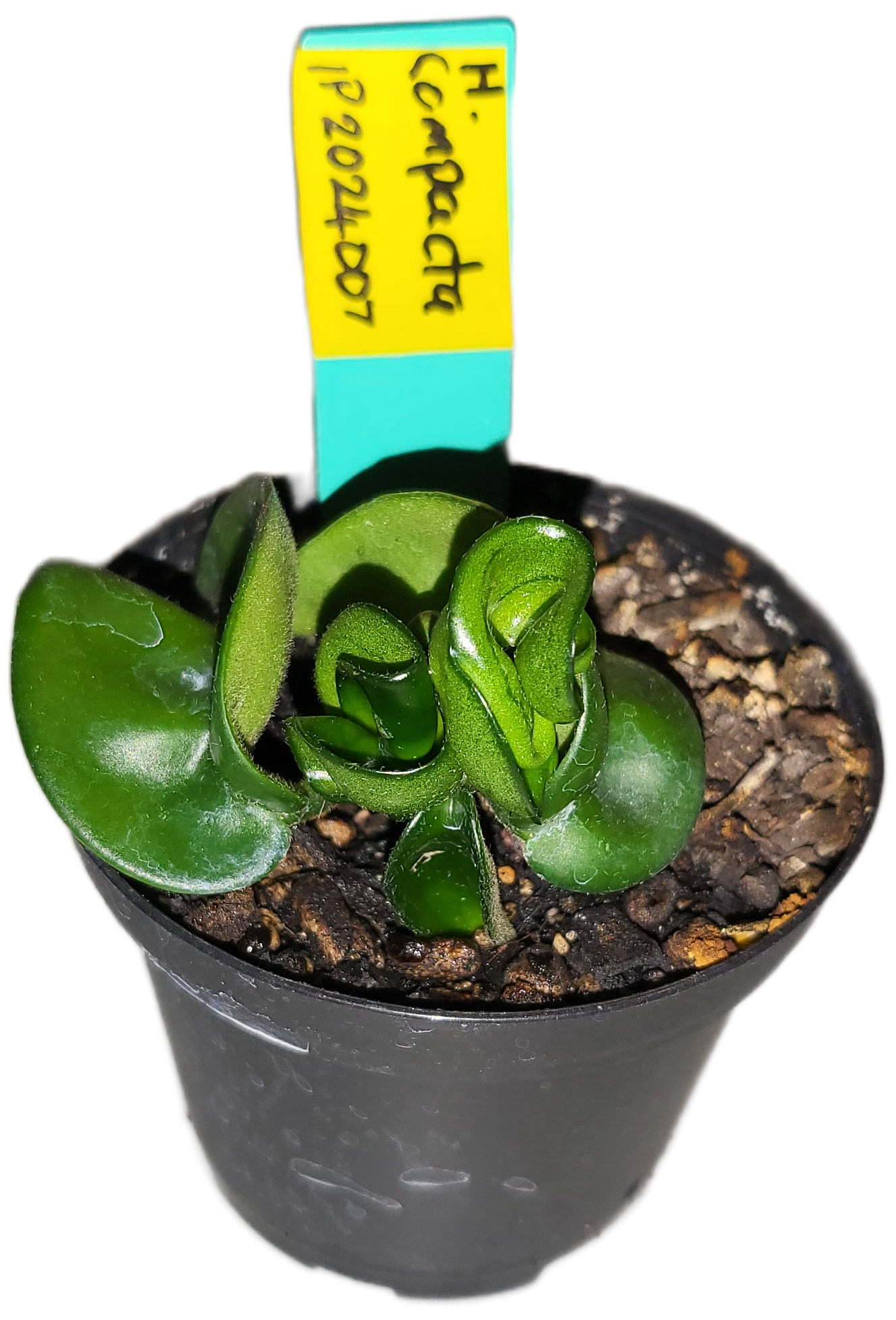Hoya compacta