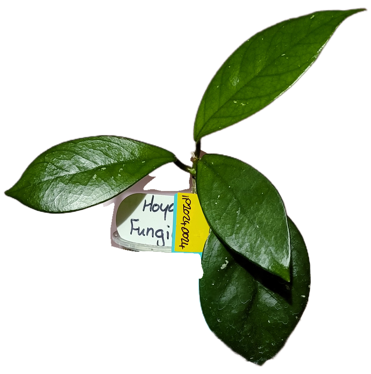 Hoya fungii