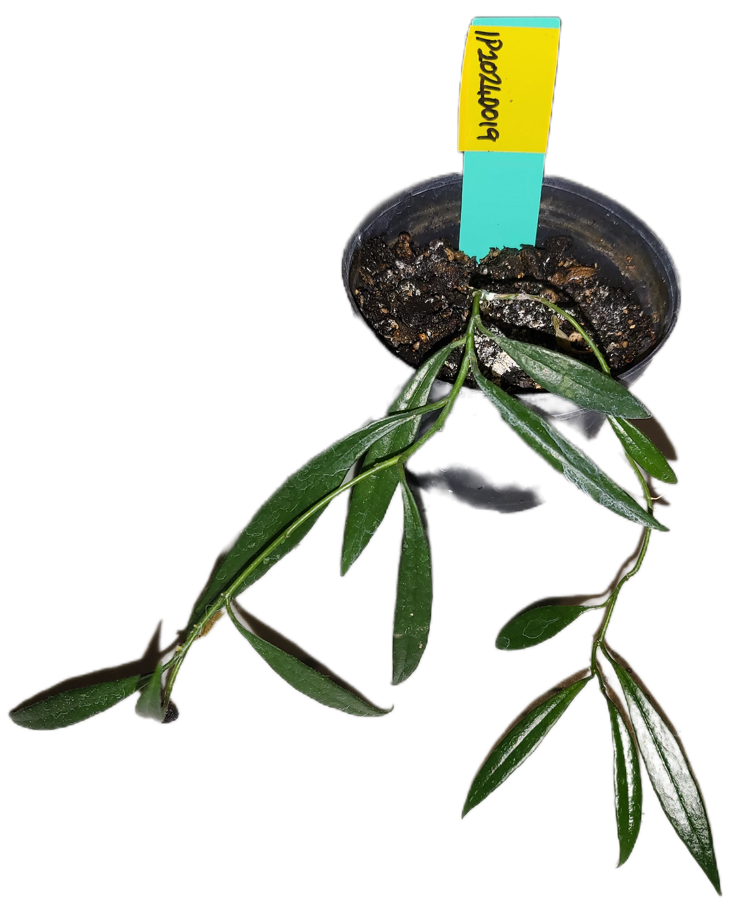 Hoya pauciflora