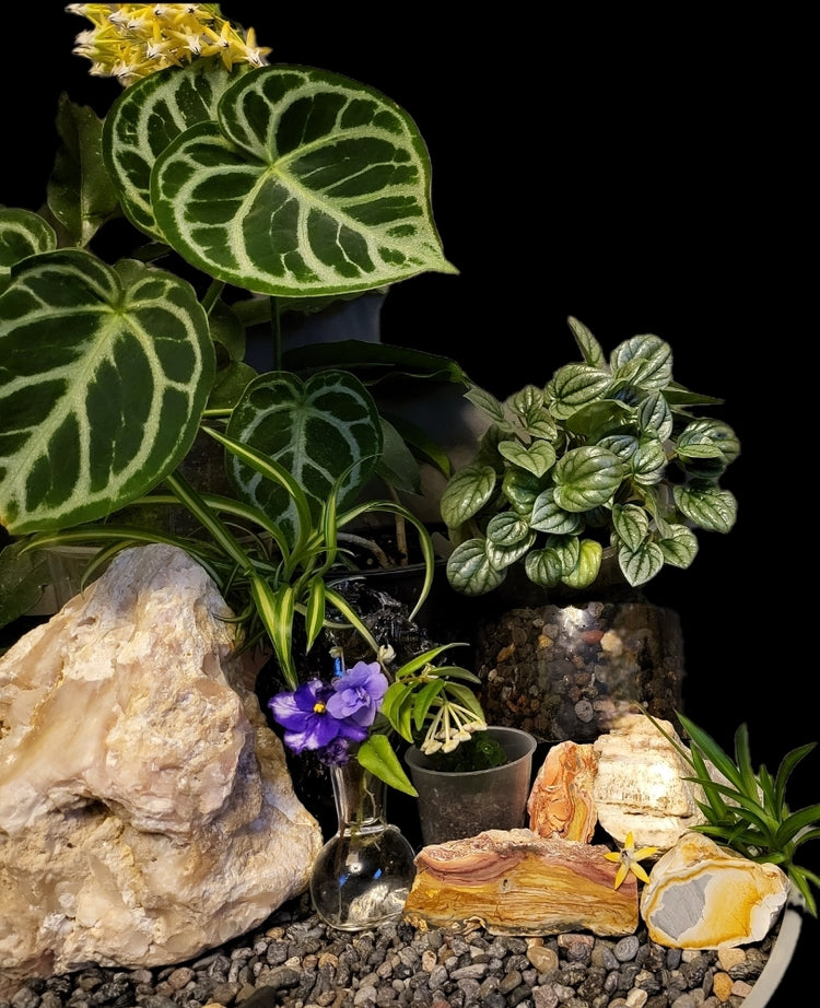Rustic Indoor plants